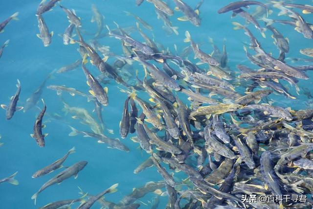 青海湖的鱼是不是很多，贝加尔湖是淡水却生长着海洋生物