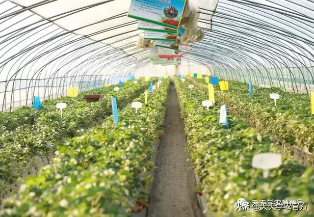 冬天的草莓怎么吃，冬天的草莓还能这样吃