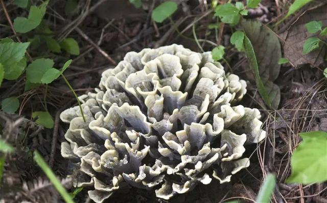 常见的十种食用菌，分享几种可以食用的菌