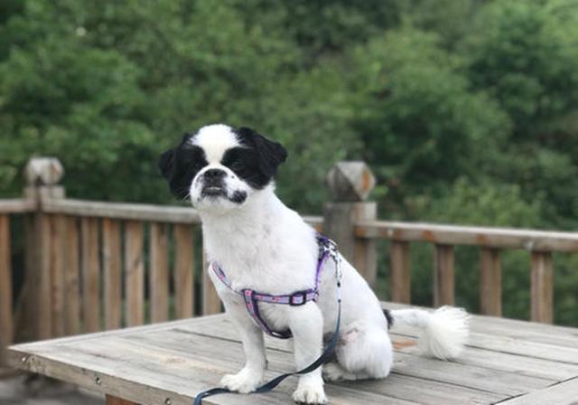 狗狗晕车了怎么快速缓解，狗狗其实也会晕车