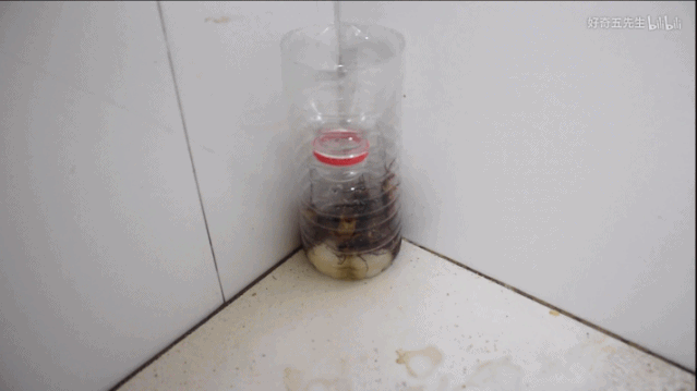 b站老番茄抓猴子游戏，单视频拿过3800万播放