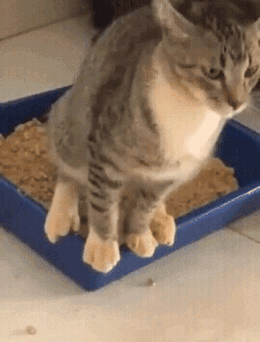 买猫砂盆哪种比较好，猫砂盆最全选购指南