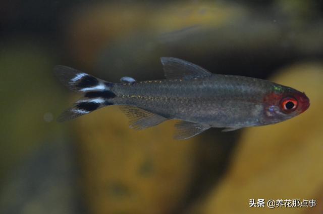 养殖热带鱼鱼缸如何装饰，在客厅养热带鱼