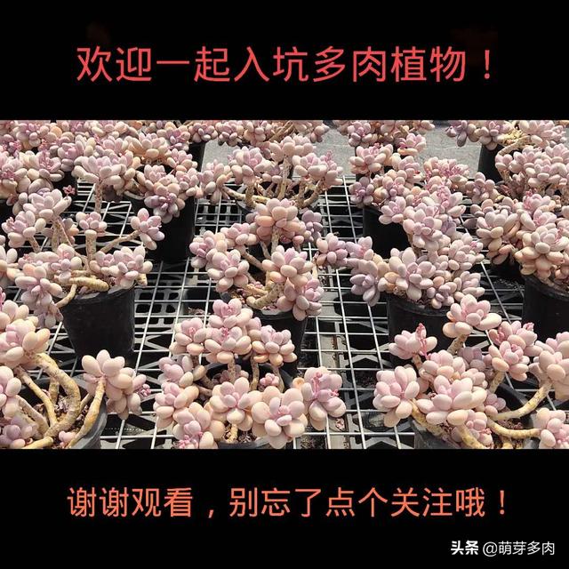 熊童子多肉长得快吗，还长成了养眼老桩