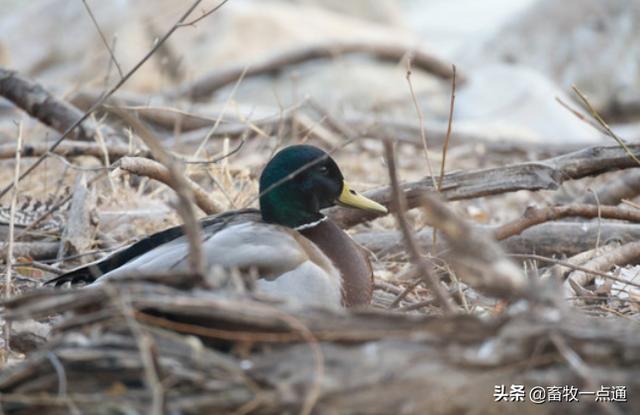 死胎蛋照射的图片，鸭蛋怎么孵化需要准备什么（浙江一母鸡竟生下这样的蛋……养鸡十几年第一次见）