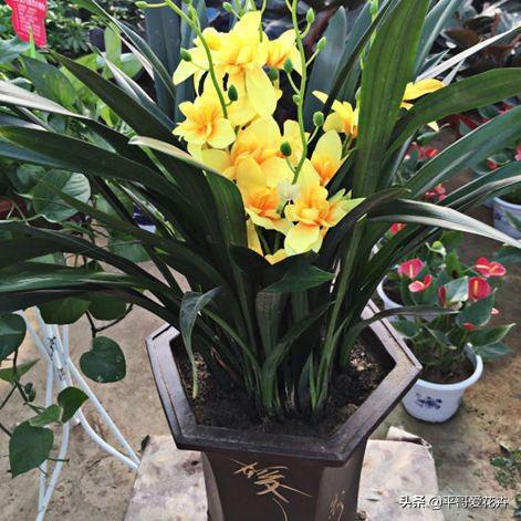 兰花不开花抓住2个，兰花怎么开花快速爆盆