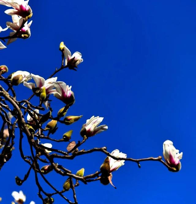 樱花盛开四季如春，冬樱花热闹开放