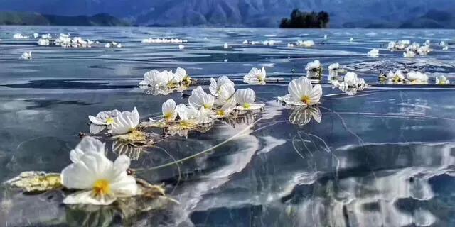 泸沽湖的海藻花几月份去最好，夏日云南美景可不止一点点