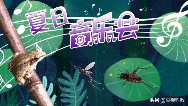 肥胖琴