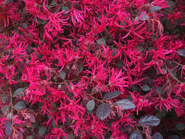 观赏性高的会开花的树，18种紫红色叶片的树木