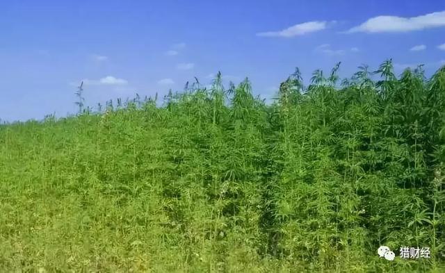 科普何谓工业大麻，中国工业大麻行业发展现状分析与投资前景研究报告