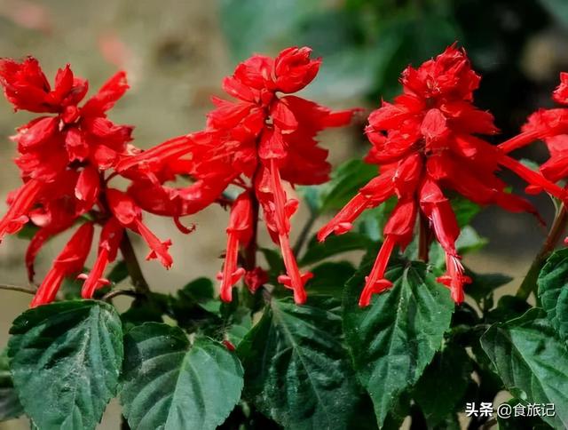 回忆那些童年的味道，有哪些计算圆周率的神奇公式