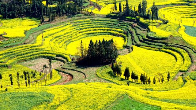 罗平油菜花最佳时间，去罗平看油菜花攻略