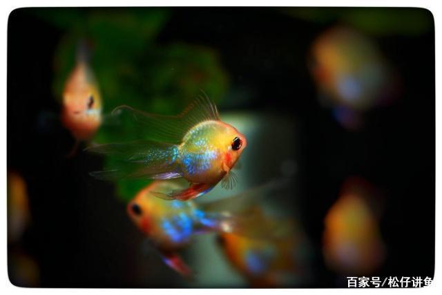 金波子鱼如何养，饲养短鲷金波子