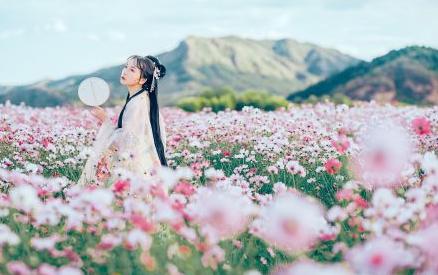 格桑花盛开的地方太漂亮了，100多亩格桑花花海美爆了