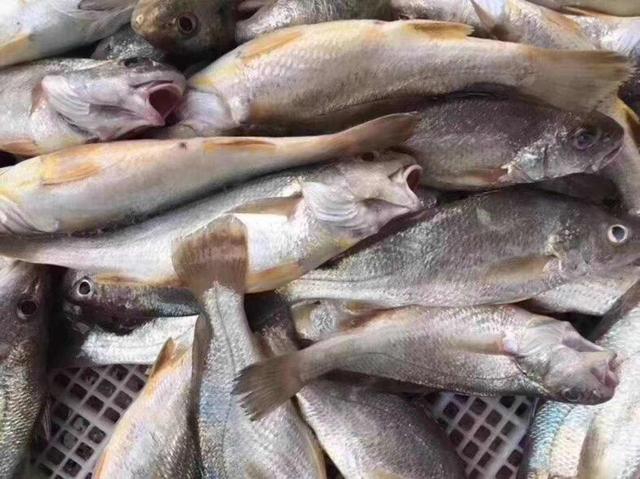 常见的海鱼120种，科普下常见海鱼品种。