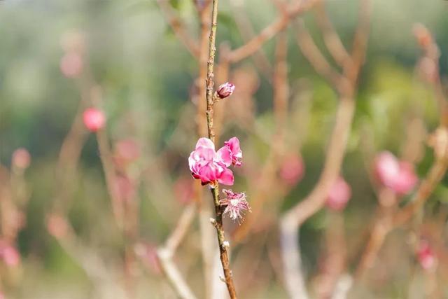 深圳游玩攻略必去的地方免费，7个遛娃好去处全免费