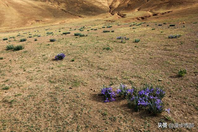 大山里迷人的野花，章丘赵八洞山上的美丽野花