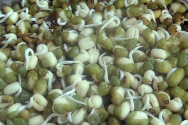 黄豆芽的做法大全，自己在家也可以生豆芽了（豆芽的做法大全黄豆芽）