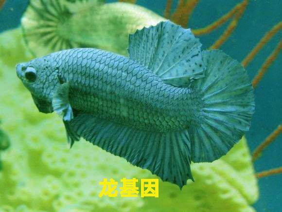 为什么泰国的斗鱼那么好看，盘点惊艳全球的十大泰国斗鱼