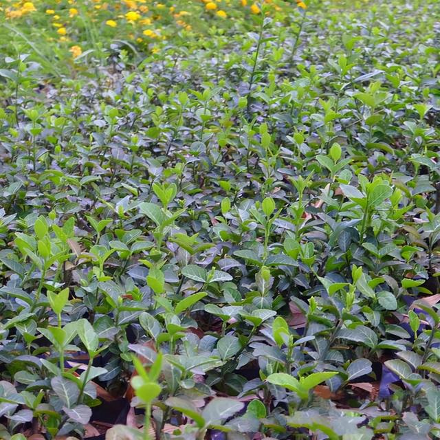 常见绿化带灌木植物名称有哪些，优良园林绿化兼地被树种