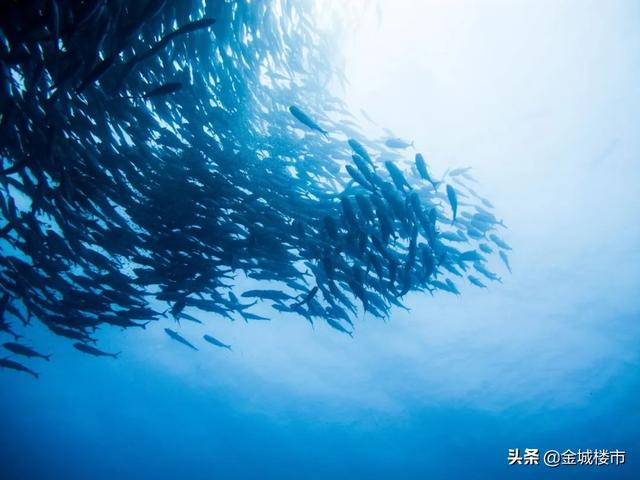 海洋馆观赏，钓鲨鱼看海狮光影海洋馆