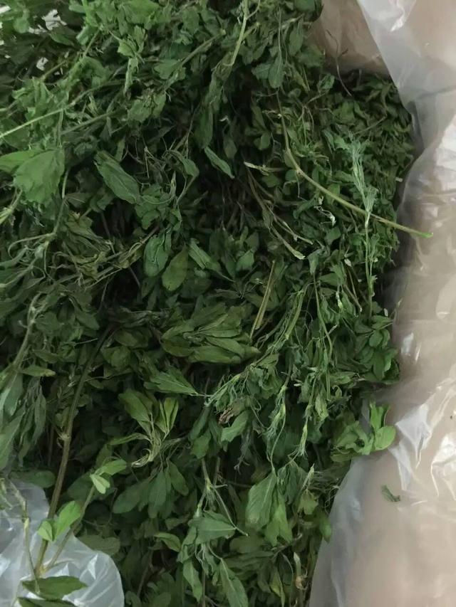 龙猫宠物饲养指南，龙猫饲养