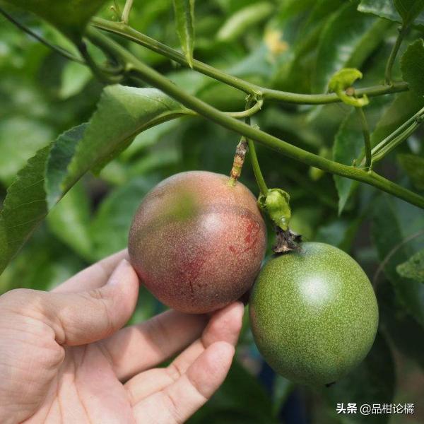 百香果种植最佳时间，这有份百香果种植技术