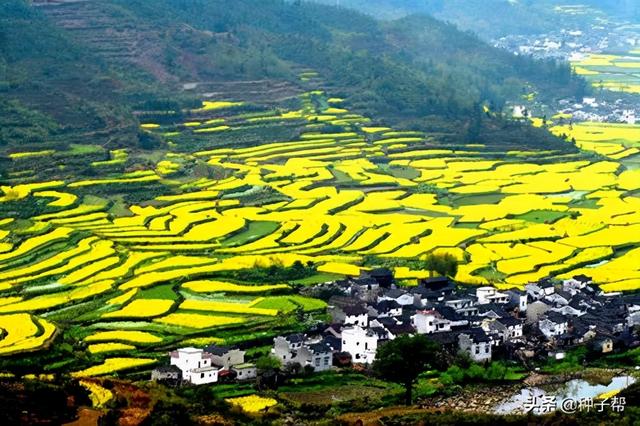 最佳油菜花观赏地，快来这里看油菜花海