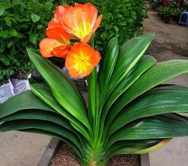 君子兰的花，君子兰一直是热门花