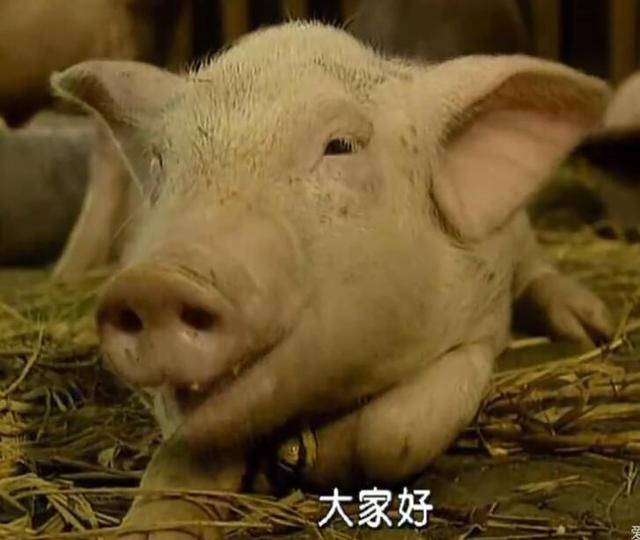 春光灿烂猪八戒古巨基，古巨基演猪八戒叫啥名（《春光灿烂猪八戒》将翻拍）