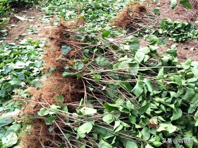 紫丁香养殖方法，紫丁香特性及育苗新技术
