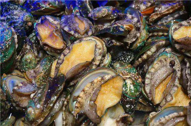 20种鲍鱼种类，世界鲍鱼品种大全