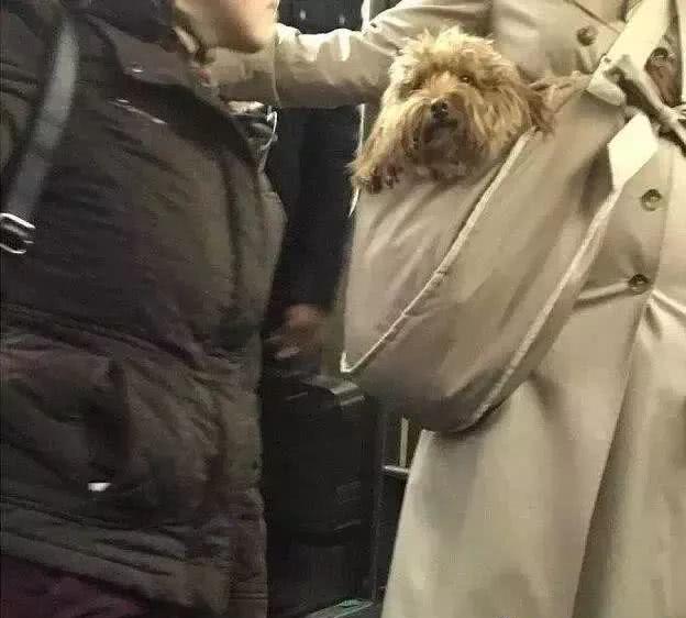 狗狗能不能上地铁，坐地铁，这7类物品不能带
