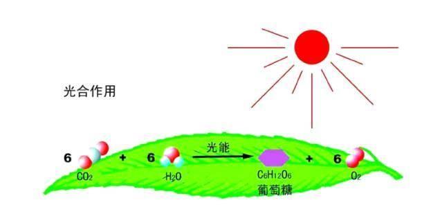 巨蟒最害怕什么，杭州一小区1.5米黄金蟒出逃人人自危