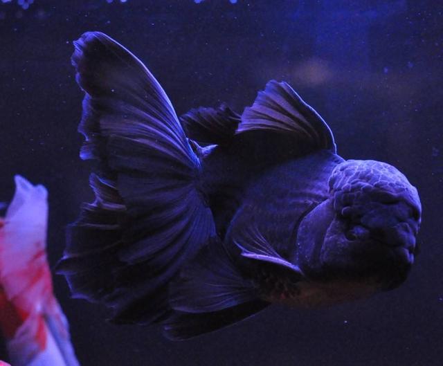 史上最全的金鱼品种，你们喜欢什么品种的金鱼