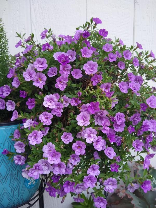 四季开花的植物，四季开花的6种植物（5种四季开花的植物）