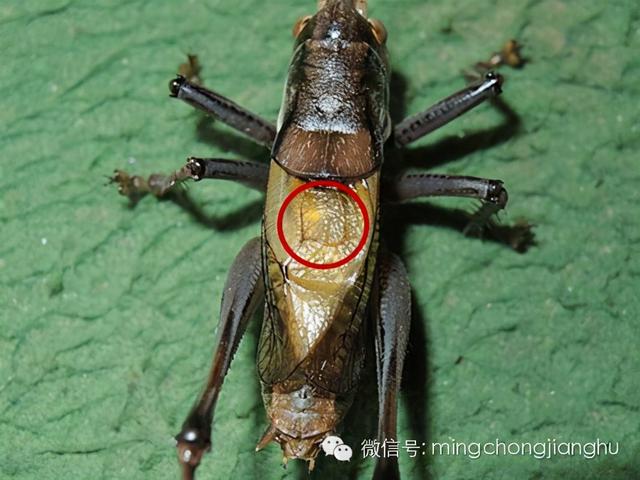 冬天和春天的蝈蝈有区别吗，这篇文章讲清楚了