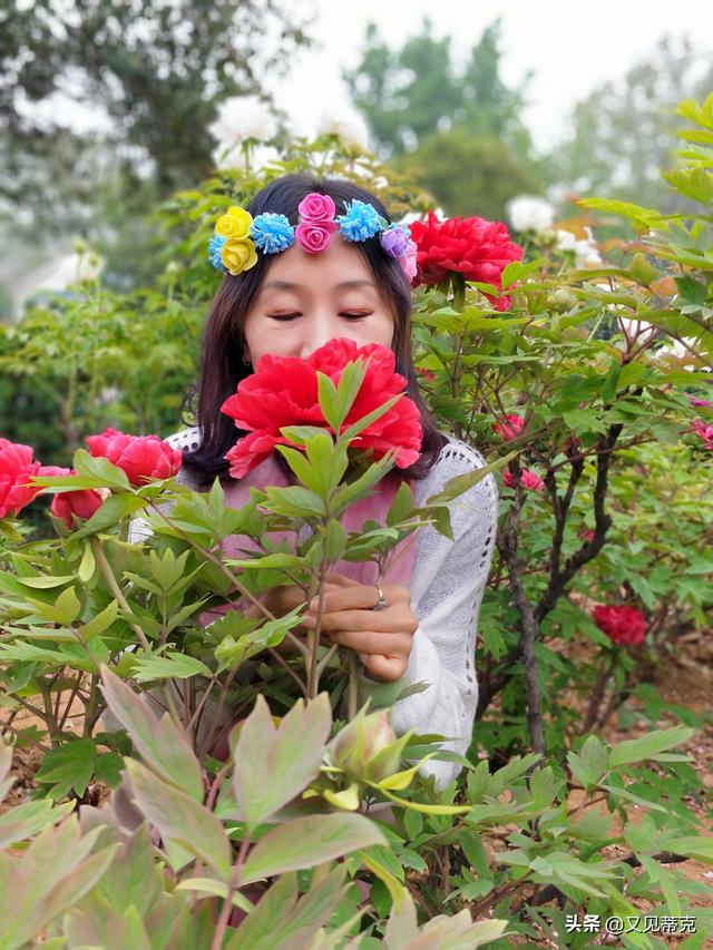 洛阳看牡丹花最值得去的公园，洛阳赏牡丹哪个公园更美