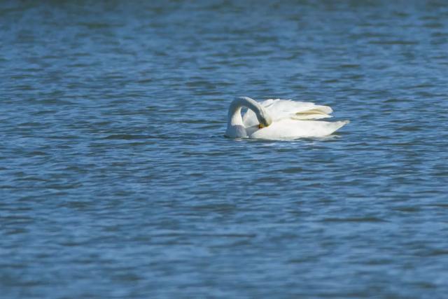 北方春季鸟类不完全图鉴，鸟类介绍（漂亮的鸟儿大合集）