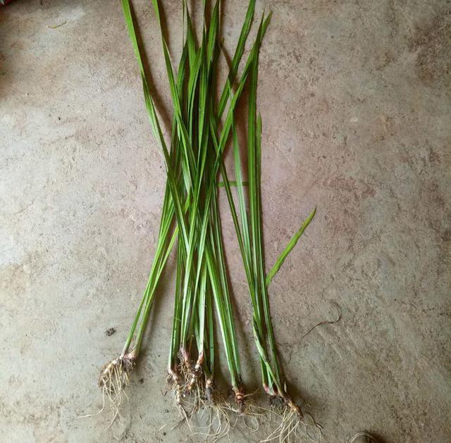 八种常见有毒花，这15种大毒花