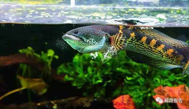 加州王蛇适合新手饲养吗，黄金眼镜蛇饲养说明书