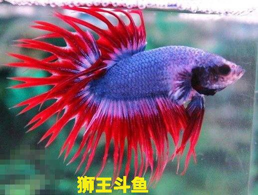 为什么泰国的斗鱼那么好看，盘点惊艳全球的十大泰国斗鱼