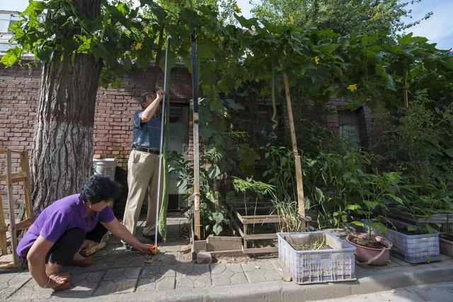 丝瓜什么时候种，丝瓜种植方法多长时间能成熟（想要丝瓜长得好）