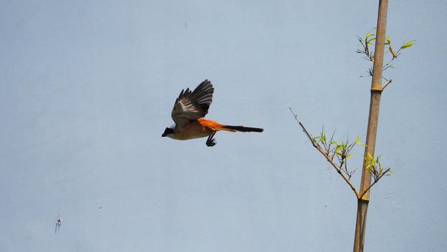 奥林巴斯em1，奥林巴斯em1mark3测评