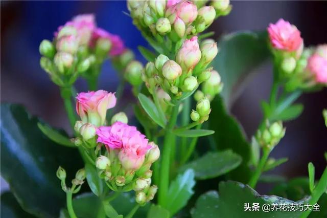 四季开花的花卉，十种四季开花的花卉有哪些（俏丽多姿的花卉）