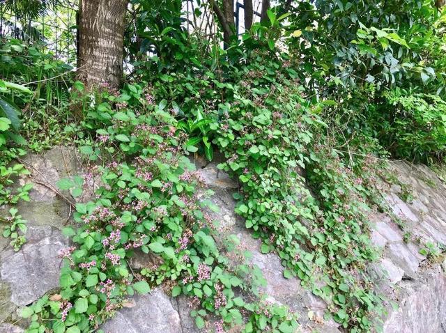 茅莓蛇莓该用哪一个填补你空虚的胃，蛇莓茅莓