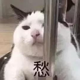 猫可以喝椰奶吗，椰子无糖酸奶猫能吃吗（你应该知道猫和牛奶的这些历史）