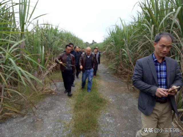广西甘蔗的生长，广西崇左：甘蔗长势喜人