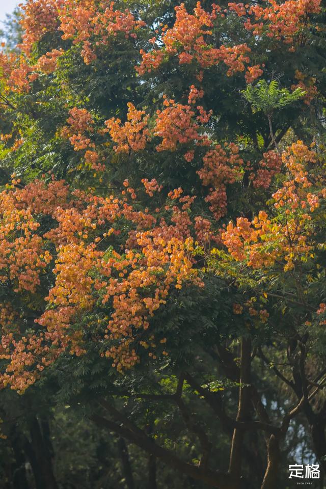 莲花山公园 网红打卡地，莲花山公园又红了